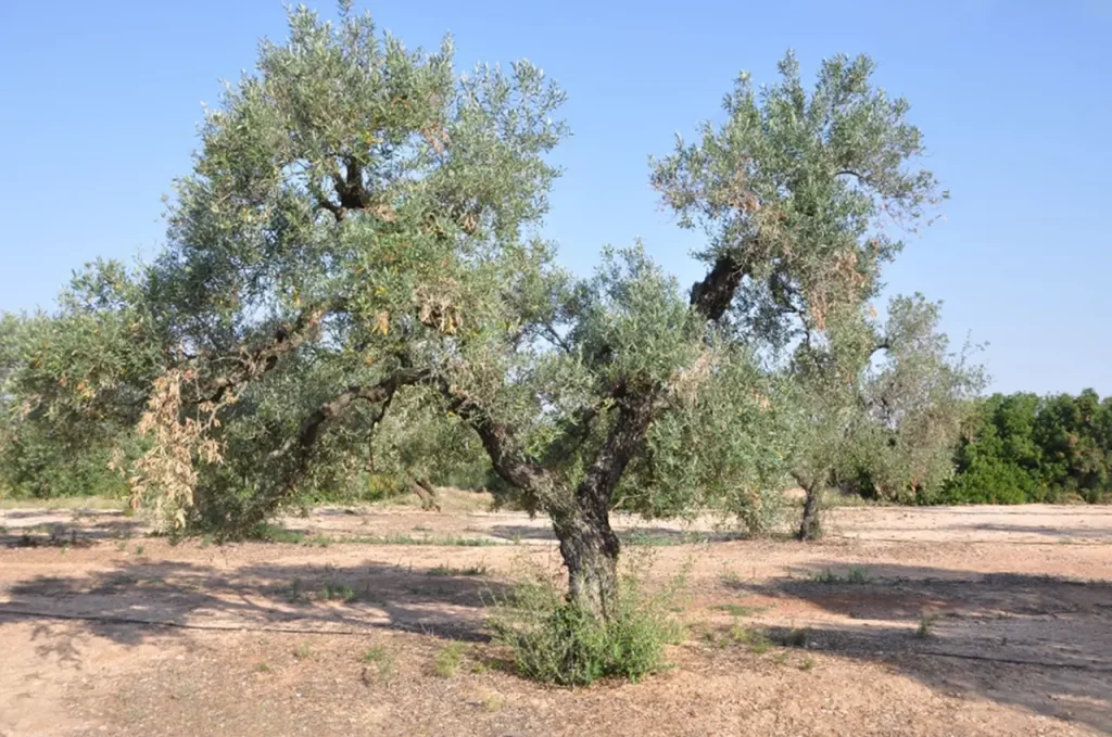 Figura 1. Olivo de la variedad Gordal Sevillana con abundantes ramas secas y hojas marchitas como consecuencia de ataques de Neofusicoccum mediterraneum.