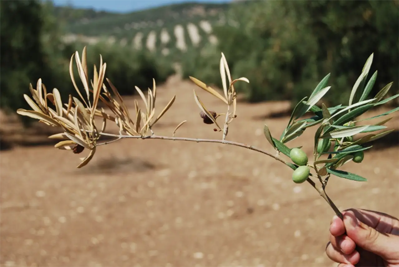Figura 2. Ramilla de olivo de la variedad Hojiblanca con brotes secos y muertos, y decoloración de la madera en sentido descendente desde el punto de infección