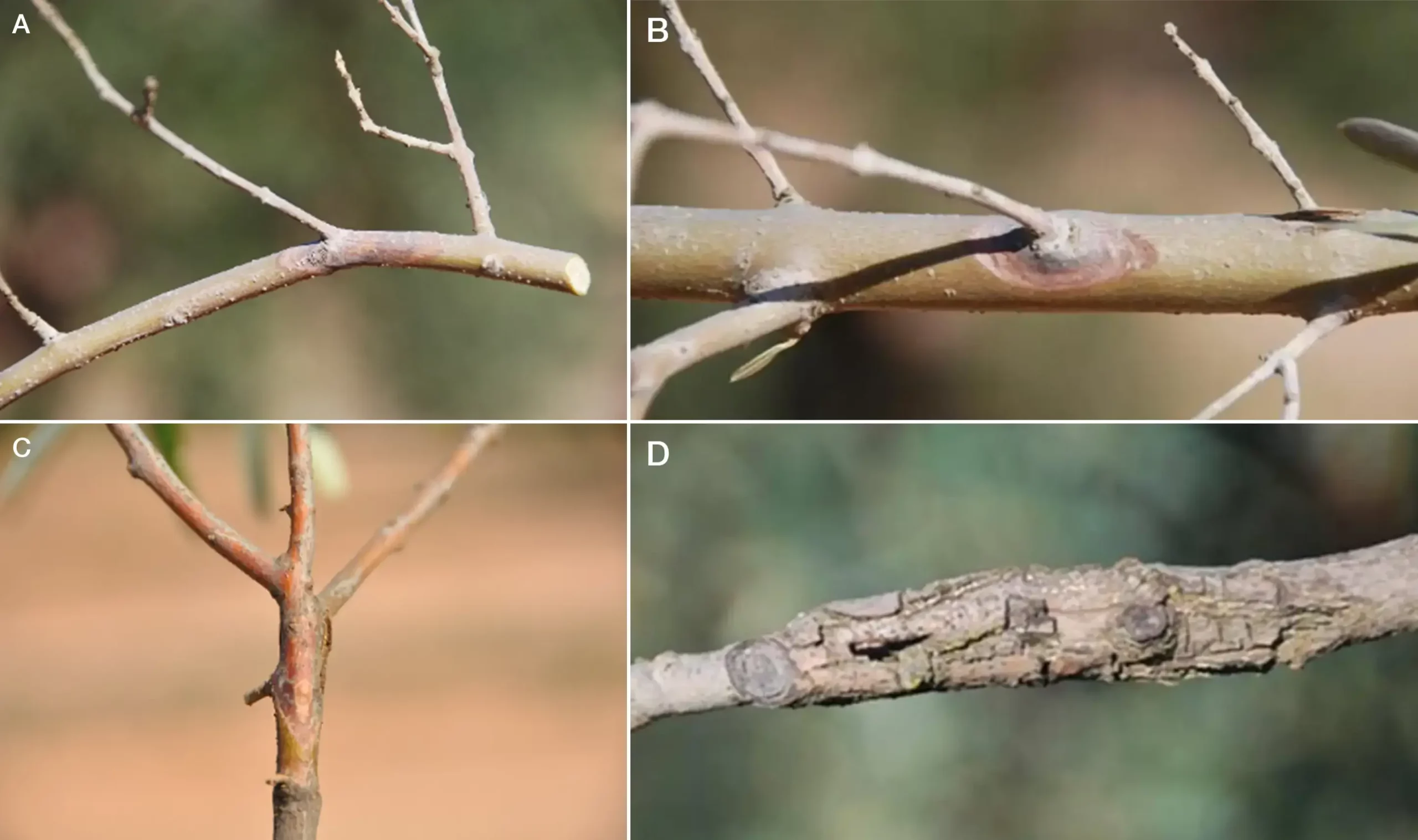 Figura 3. A-C, Chancros característicos de Neofusicoccum mediterraneum desarrolladas en ramas de olivo; D, chancros en estados muy avanzados del desarrollo de la enfermedad, mostrando la madera agrietada.