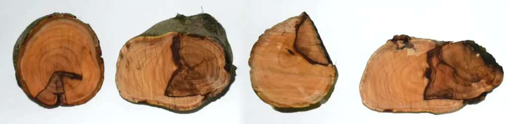 Figura 5. Necrosis sectoriales en la madera de árboles afectados.