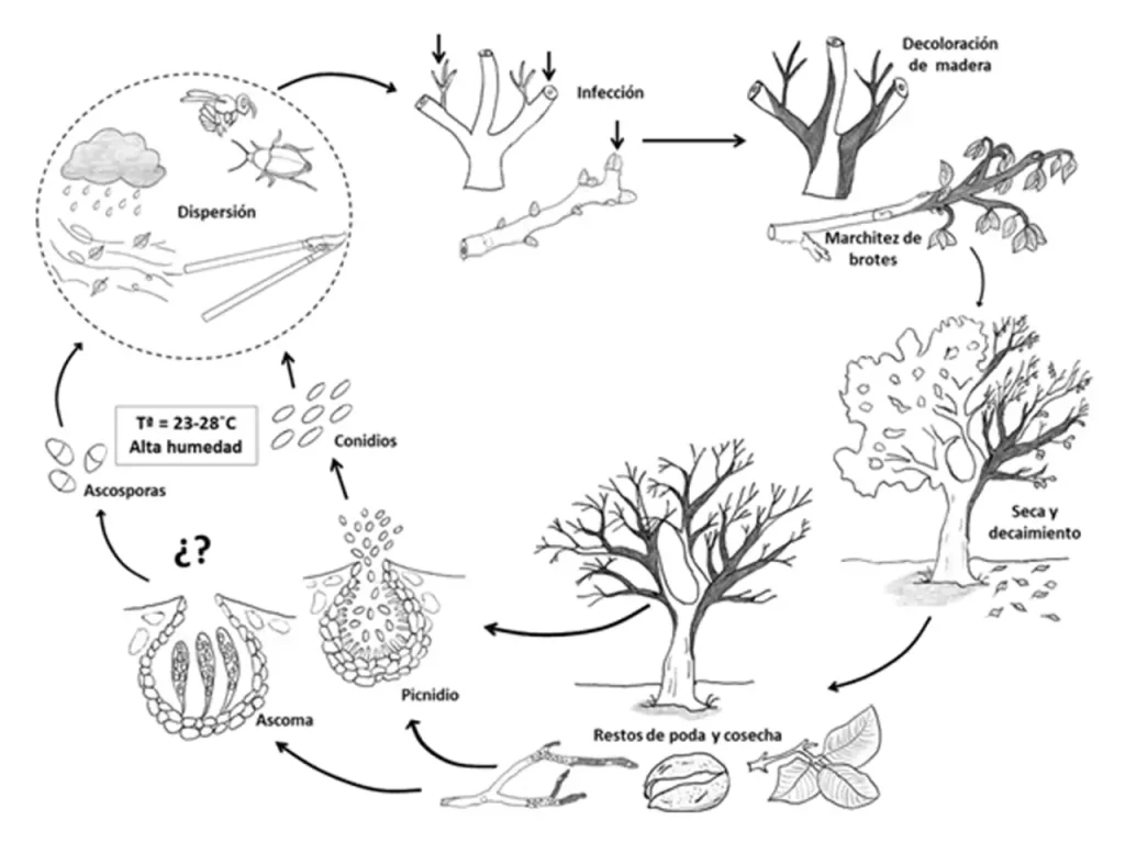 Figura 8. Ciclo de patogénesis genérico de hongos de madera en especies leñosas (Lovera et al., 2019).